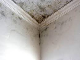 Best Mold Documentation for Insurance Claims in Rosedale, WA