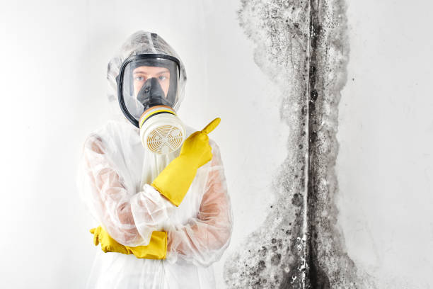 Best Mold Remediation for Healthcare Facilities in Rosedale, WA